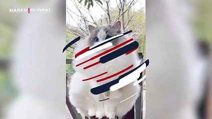 Gören Banu Alkan'ın kedisi sandı... Beğeni yağdı