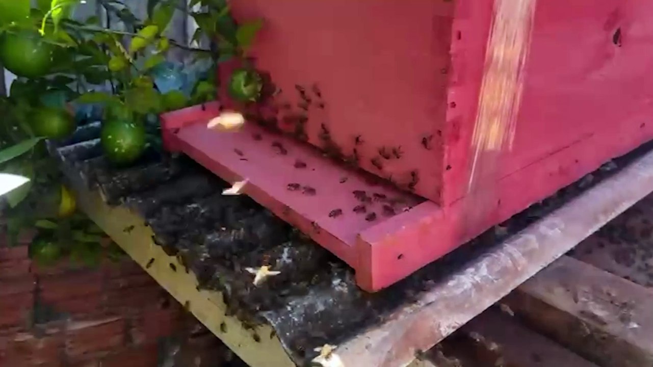 Risco de ataque de abelhas mobiliza Defesa Civil no Presidente