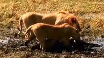Lions Attacks Hippo To Rescue Teammates From Giant Mouth The Fierce Battle Between Hippo Vs Lions