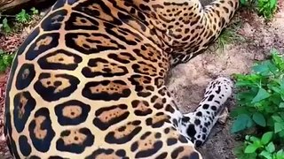 -Jaguar and Lion cuddling