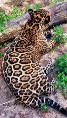 -Jaguar and Lion cuddling
