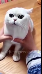 Cats funny video 2023  _ The funniest pet videos of all time #shorts #funny