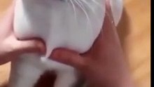 Cats funny video 2023  _ The funniest pet videos of all time #shorts #funny