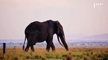 Un véritable éléphant rose observé en Afrique du Sud, un cas extrêmement rare
