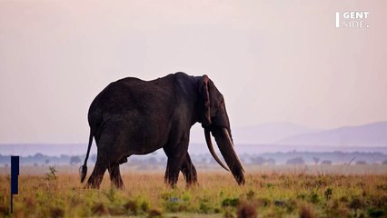 Un véritable éléphant rose observé en Afrique du Sud, un cas extrêmement rare