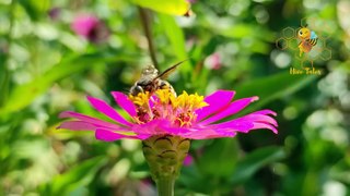 Bee Pollen Health Benefits (Nature's Multivitamin)