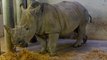 D’Ora, la première femelle rhinocéros blanc au zoo de Vincennes