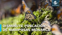La población de Mariposas Monarca en Edomex disminuye un 60%