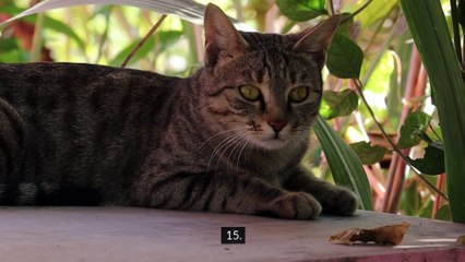 100 Facts About Cats