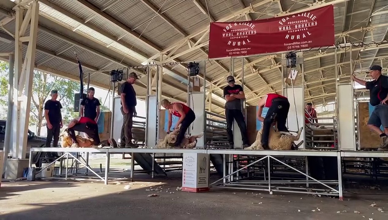 Speed shearing event at Tamworth Show 2024