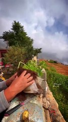 #تجربة زراعة البطاط في كيس لمدة ثلاث اشهر