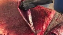 Amazing cutting of tuna fish for grilling 2024