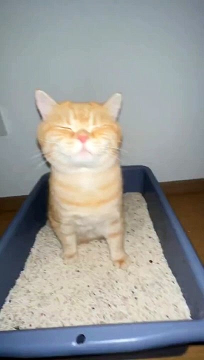 Cutie Catto ✨️