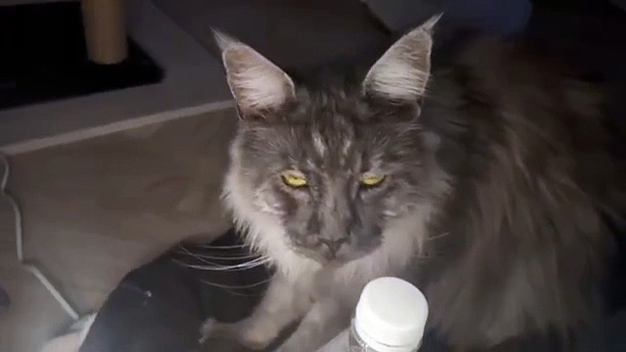 Cats evening ritual :)