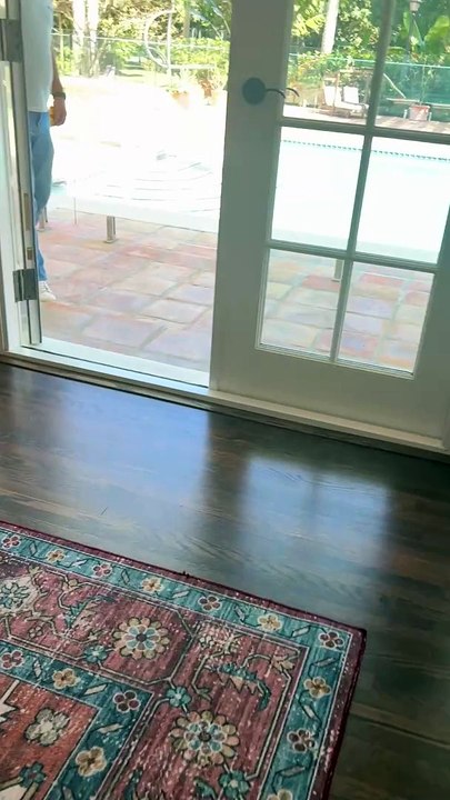 Iguana Sprints Across House