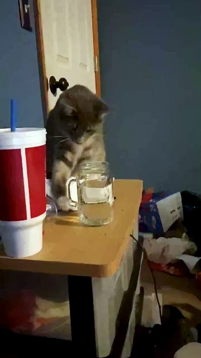Best Funny Animal Videos Part 8
