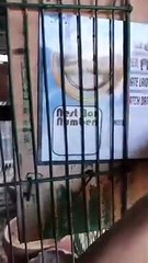 Daily Check Sa Mga Ibon Ni Ace