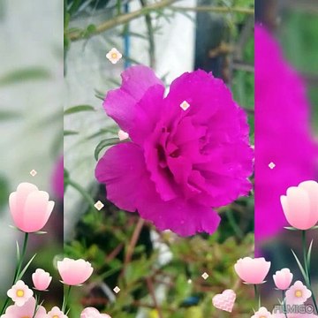 rupa² bunga yang indah