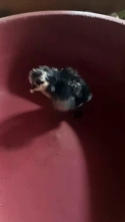 baby chicks