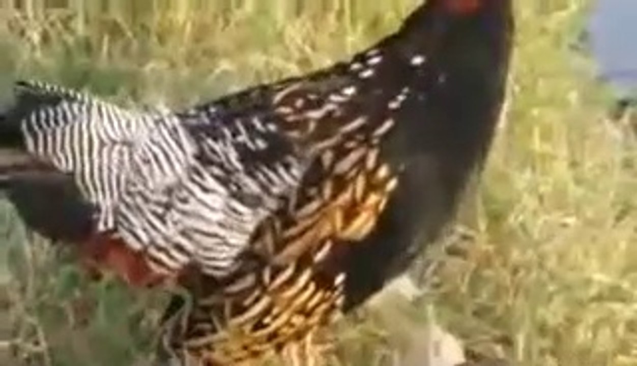 kal teeter ki awaz