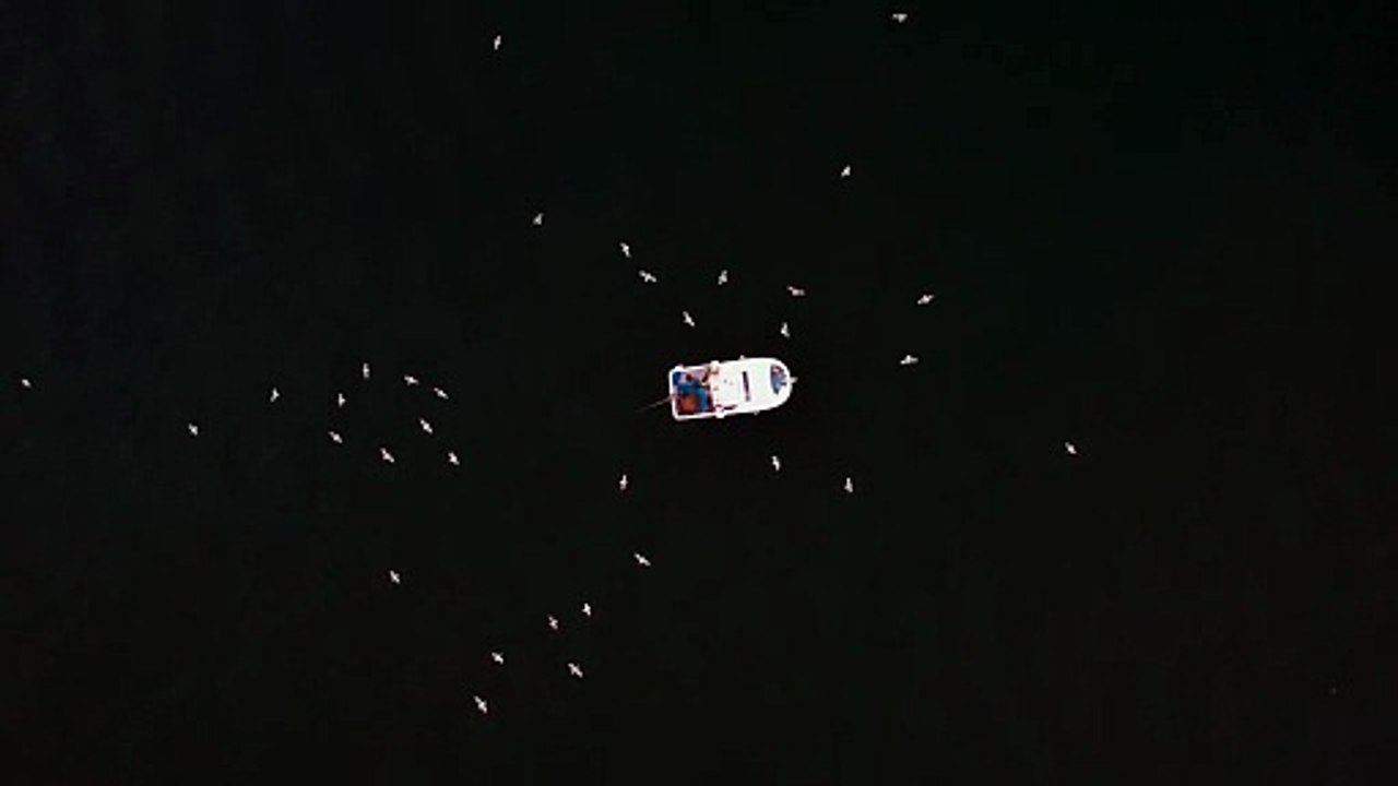 Aerial footage of motorboat birds flying over it.