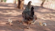 Hen and chick eating food