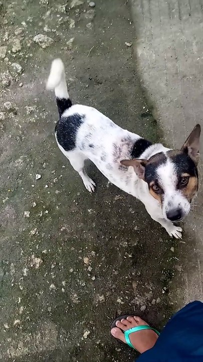 Dog