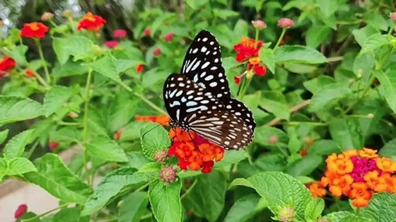 Butterfly on garden flower