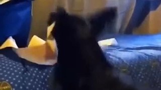 Best Funny Animal Videos Part 11