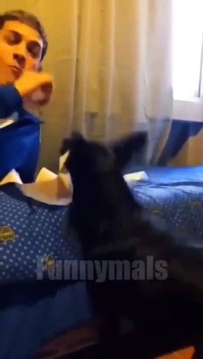 Best Funny Animal Videos Part 11