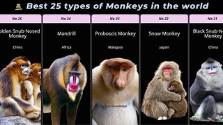 Best 25 types of Monkeys in the world