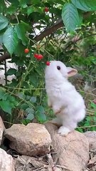 The little rabbit eats cherries and knows how to spit