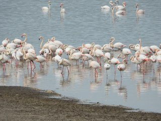Gelingüllü Barajı flomingolarla renklendi