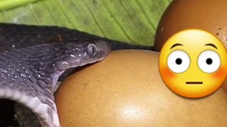 snake eathing egg video snake video