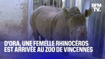 D'ora, une femelle rhinocéros blanc de trois ans, est arrivée au parc zoologique de Paris