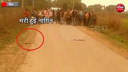 नागिन की मौत पर नाग ने जाम कर दी रोड