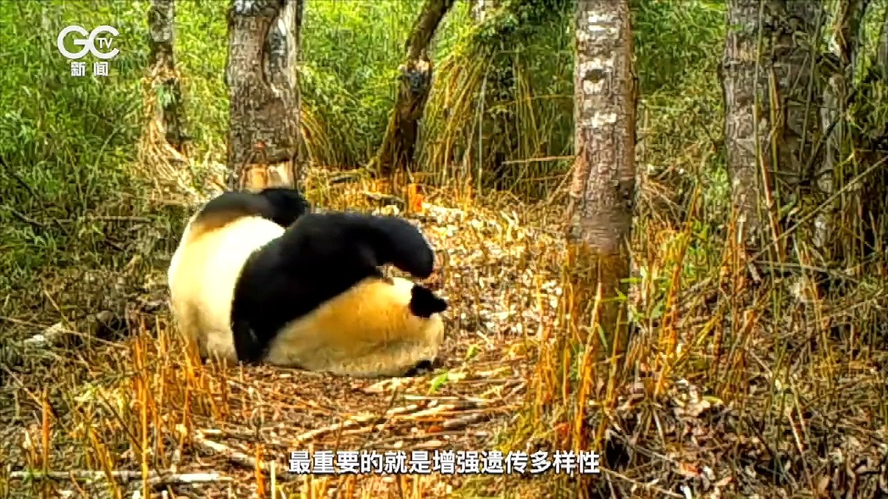 huanluyenhoangdagautruc