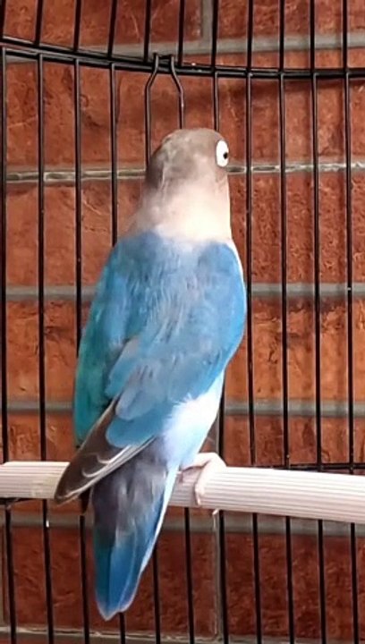 lovebird❤️❤️