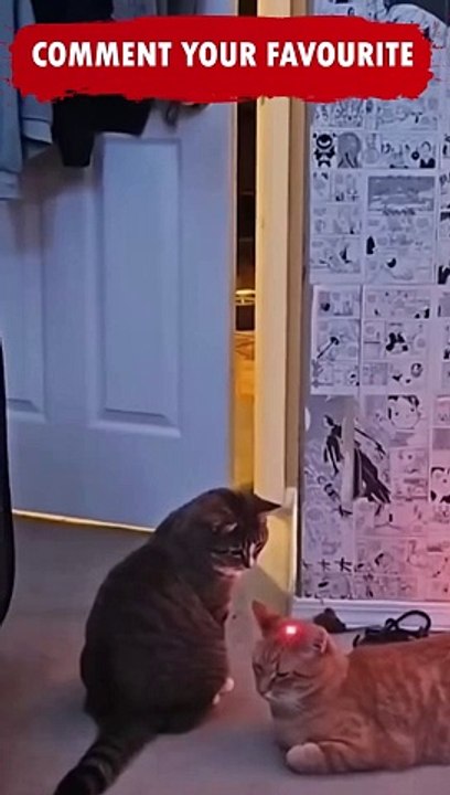 Funniest Animals Shorts video compilation  You Can't Stop Laughing Caught on Camera cat Ep185