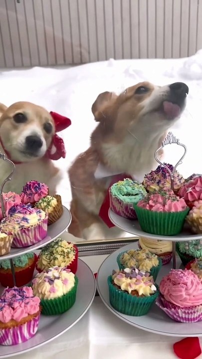 Entertainment funny animals, Funny animals Hub, funny animals dancing, funny animals