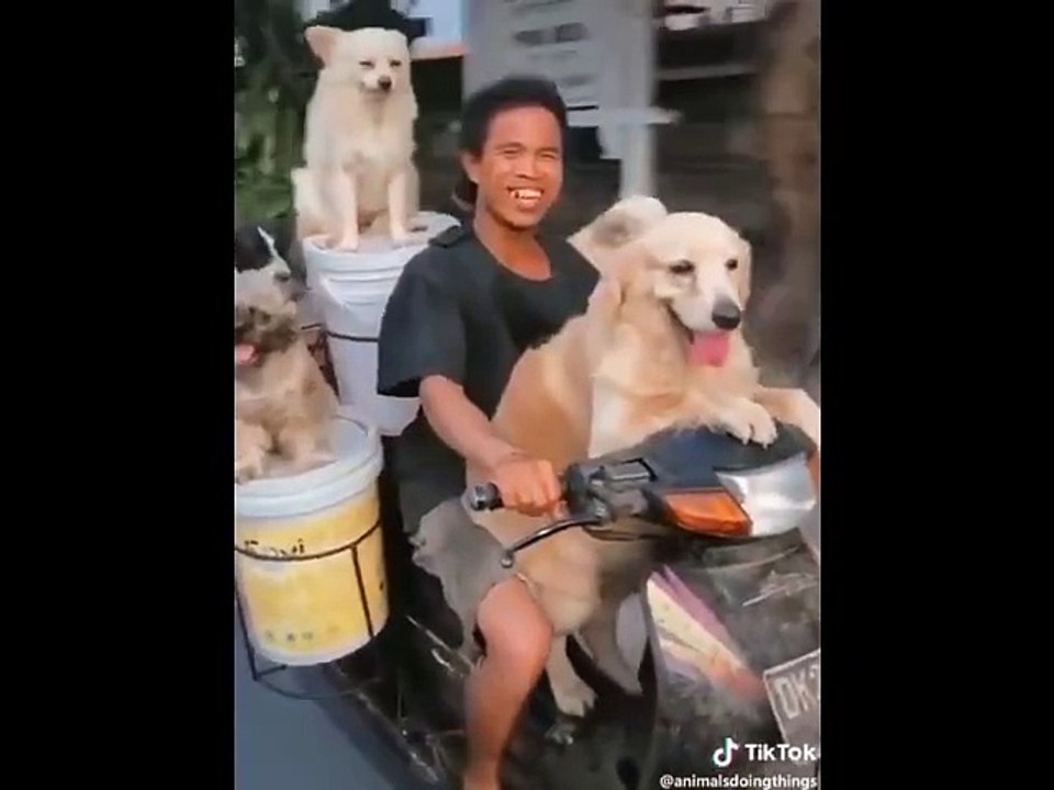 funny animals cats and dogs #2