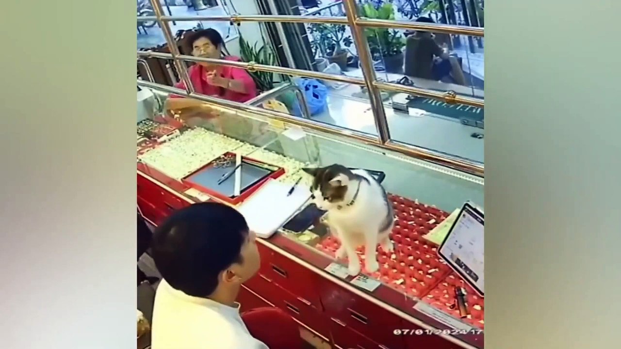 Funny cats 2024 - Funny animal videos - Funny dogs and cats videos 2024 - try not to laugh - cat tv