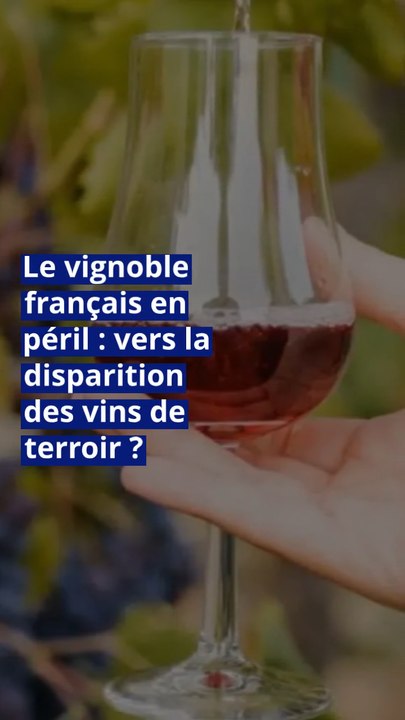 Le vignoble français en péril : vers la disparition des vins de terroir ?