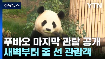 "잘 가 푸바오"...마지막 인사 나누려 '오픈런' / YTN