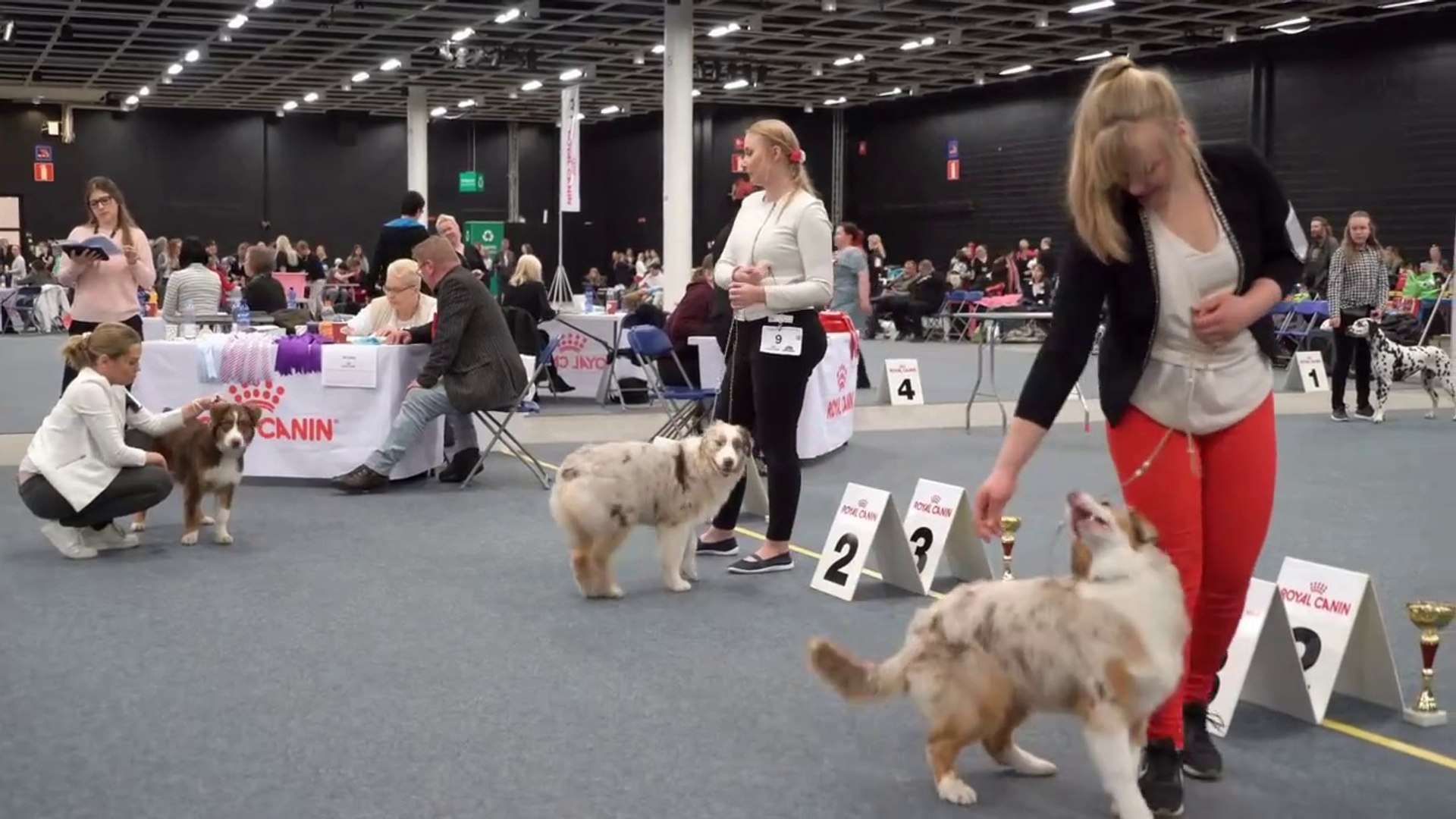 ⁣Economic Aspects of Pet Adoption: A Beautiful Journey