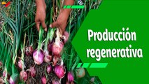 Cultivando Patria | Yaracuy tierra de producción agrícola de cebolla morada