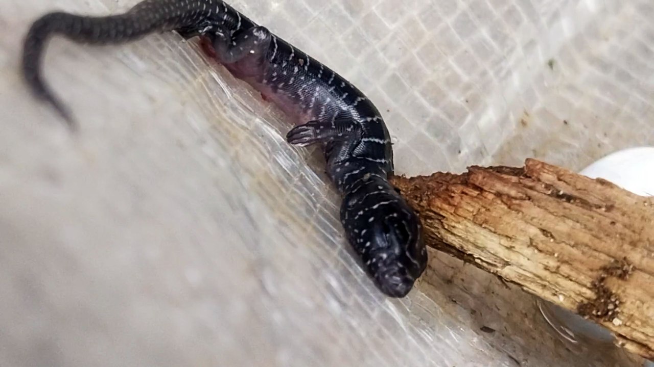 Unknown Lizard