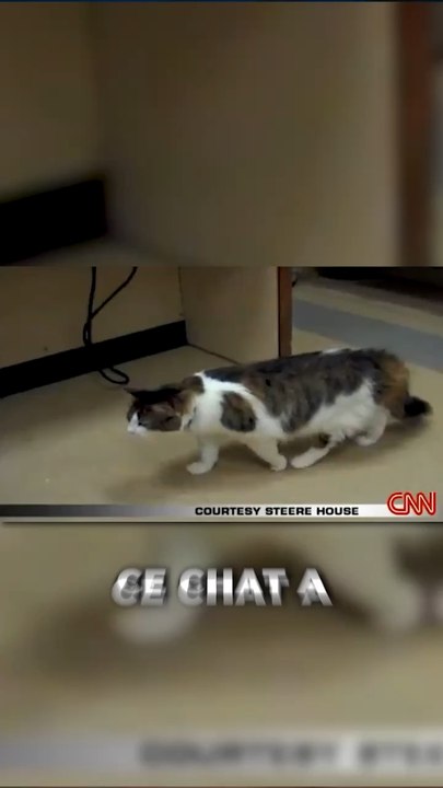 L’histoire de ce chat est juste incroyable