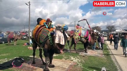 Ayvacık'ta 6. Geleneksel Deve Güreşleri Festivali düzenlendi