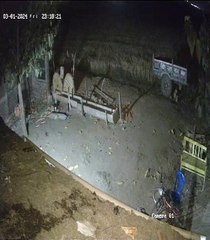 यहां रिहायशी इलाके में घूम रहा है खूंखार बाघ, कुत्ते को मुंह में दबाकर ले गया, देखें Video